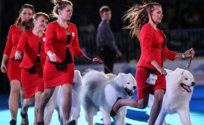 世界狗展将于上海举行。