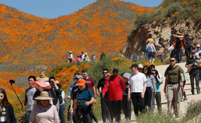 美国加州埃尔西诺湖市罂粟花盛开 15万名旅客赶到当地欣赏