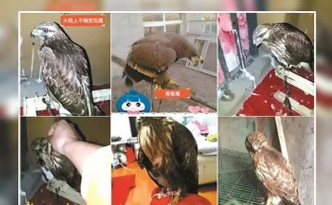 有网民爆料称，多名“猎鹰爱好者”网上直播驯鹰卖鹰。