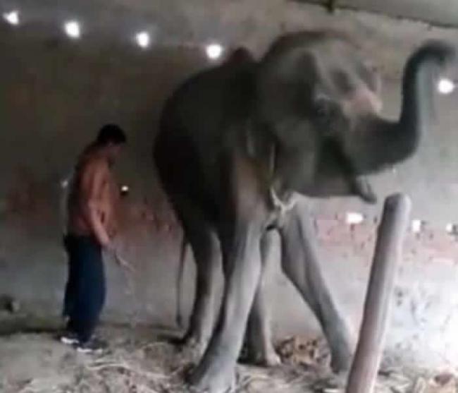 印度雌性大象“Laxmi”骨瘦如柴 死前遭虐打片段曝光