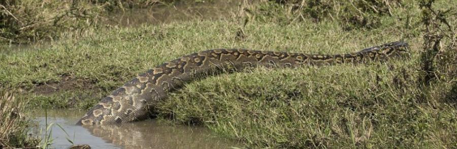 结束这顿大餐后，蟒蛇缓慢滑进附近的一条小溪中。游客刚好拍下这段视频。