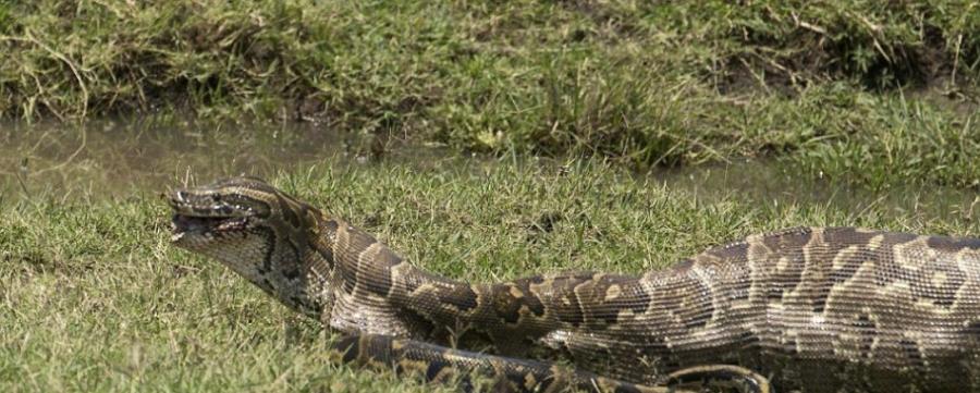 岩蟒是非洲最大的蛇，但驾车猎游的人很少见到它们，因为它们有伪装在周围草地内的高超本领。