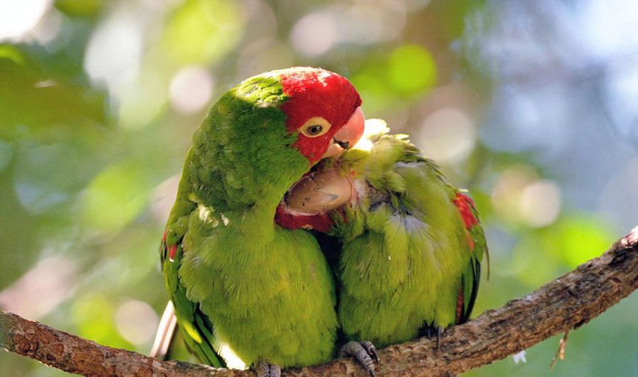南非西开普省的鸟类保护区一对爱情鸟在枝头相互依偎