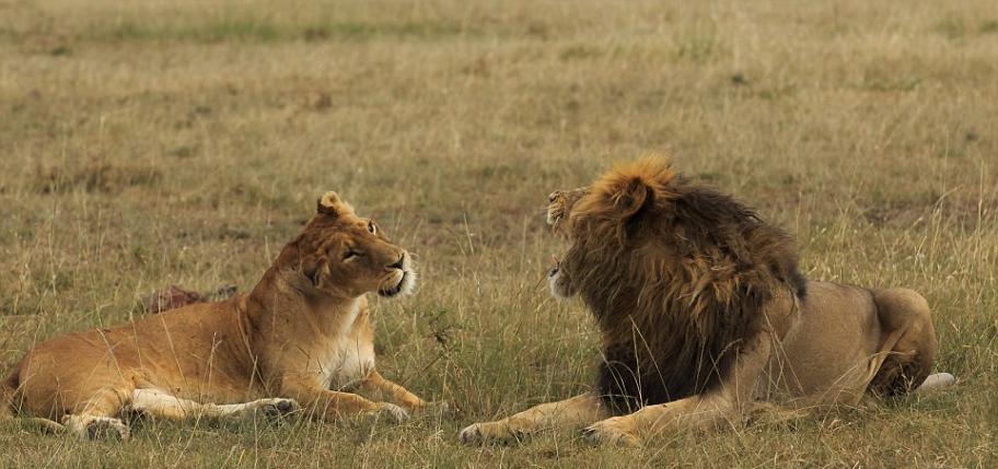 肯尼亚西马赛马拉自然保护区一只母狮对公狮“动手动脚”