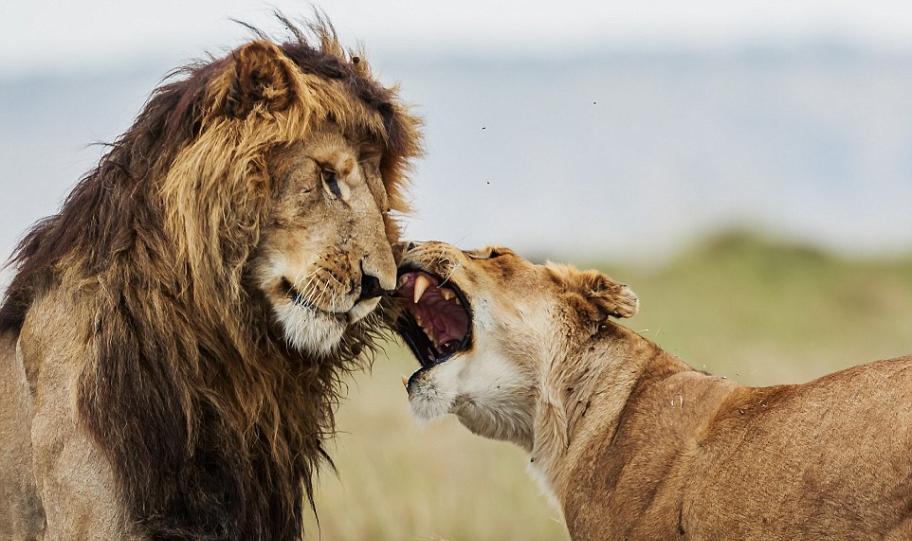 肯尼亚西马赛马拉自然保护区一只母狮对公狮“动手动脚”