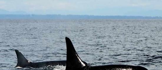 世界已知最老杀人鲸在母亲节前率众现身温哥华岛海域