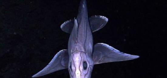 这种长吻银鲛是鲨鱼和鳐形目鱼的遥远近亲