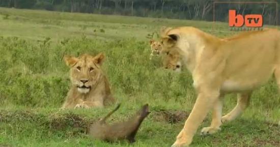 非洲草原一只猫鼬吓退四头狮子
