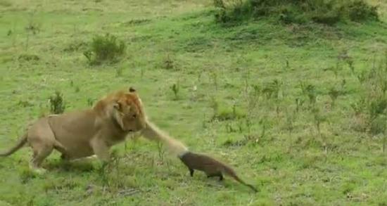 非洲草原一只猫鼬吓退四头狮子
