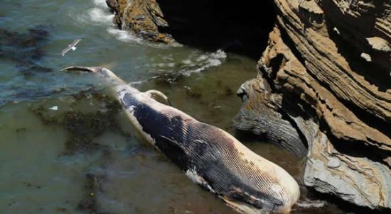 美国加州圣迭哥一头50英尺长的长须鲸被冲上岸