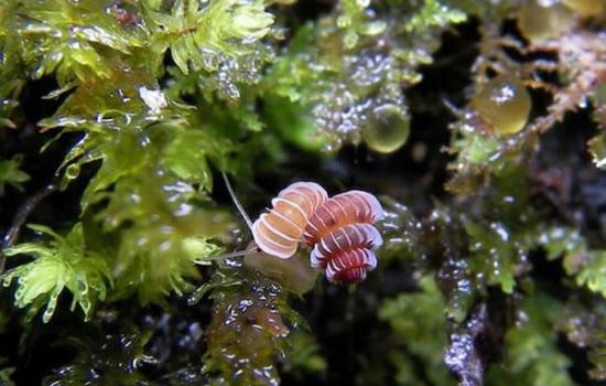 图中是科学家在东南亚发现的蜗牛新物种，它们的外壳非常绚丽，但它们可能处于濒危灭绝状态