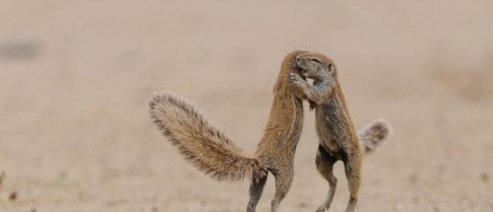 南非公园两只松鼠相争大耍功夫