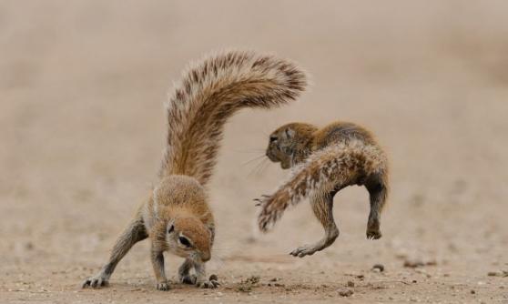 南非公园两只松鼠相争大耍功夫