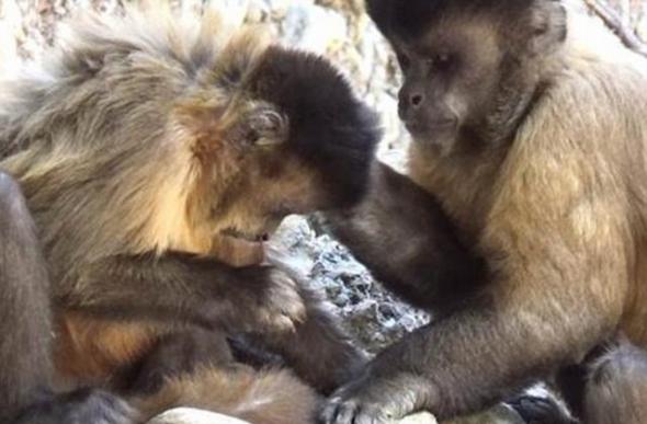 科学家最新观察发现雌性僧帽猴会用一根小木棍作为工具，反复地抠鼻孔，当它打喷嚏时才停止。