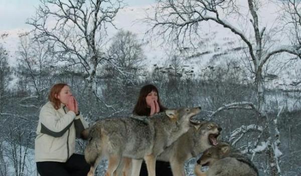 挪威特罗姆斯郡极地公园提供游客与狼零距离接触机会