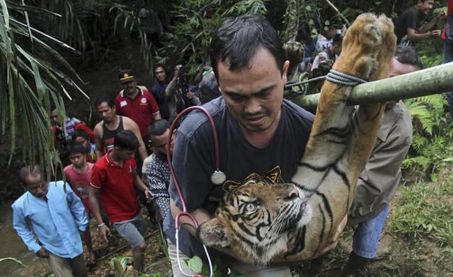 印度尼西亚一只苏门答腊虎误闯村庄觅食吓坏居民