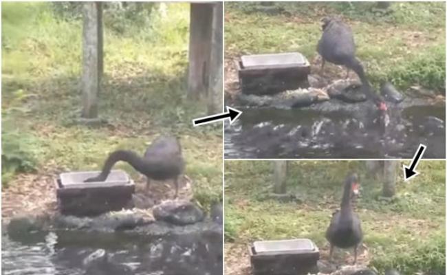 日本宫崎市动物园黑天鹅“喂”池中鱼儿吃饲料？