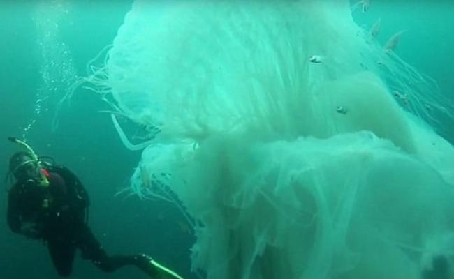 潜水员在墨西哥巴亚尔塔港外水域遇上罕有巨大水母