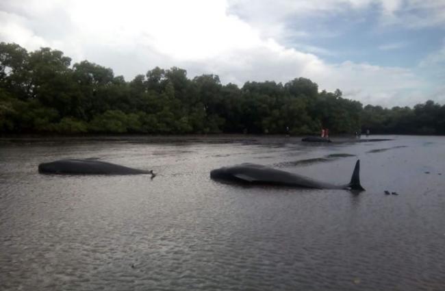 印尼东爪哇省柏希尔海岸32只短肢领航鲸搁浅海滩 疑似为了救生病的同伴