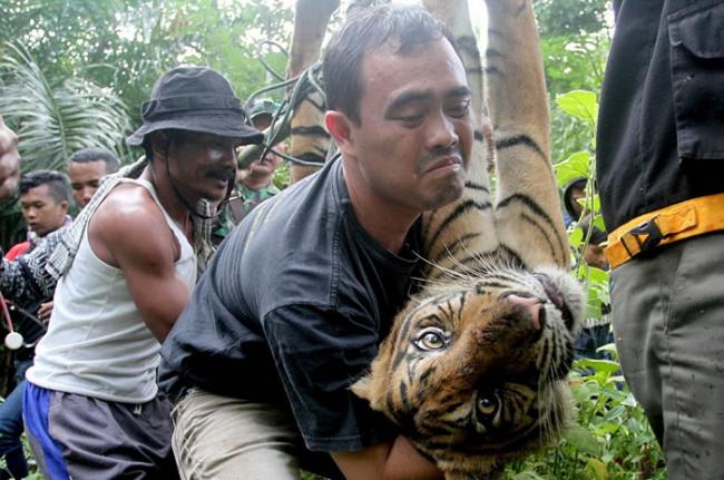 印度尼西亚一只苏门答腊虎误闯村庄觅食吓坏居民