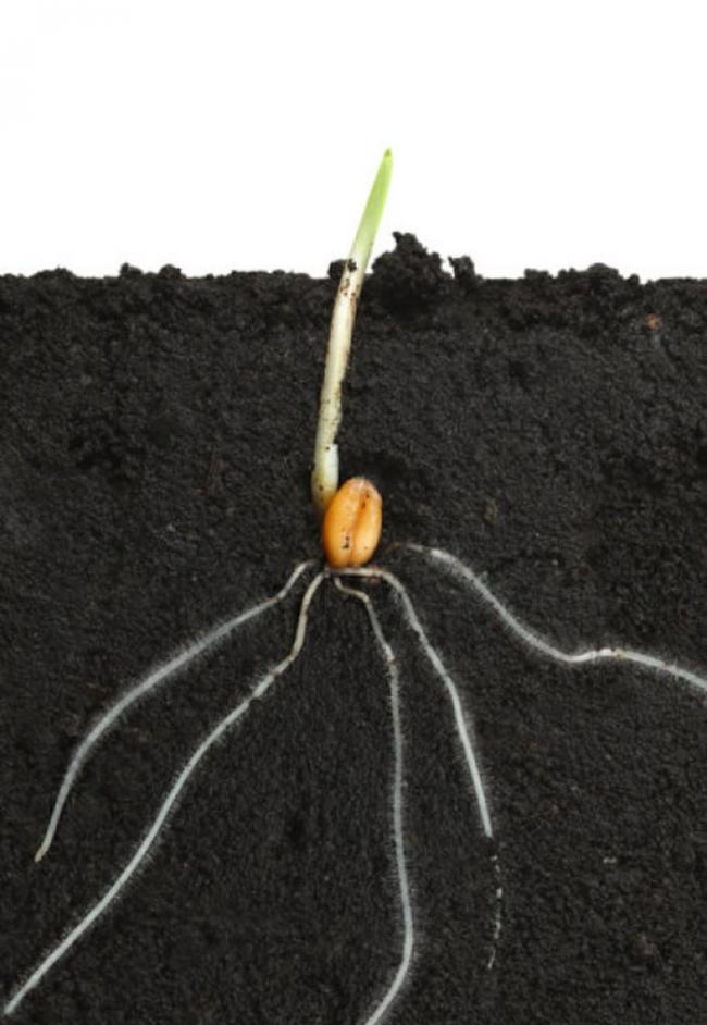 英国牛津大学新研究：现代植物的根部是逐步发展进化而来的
