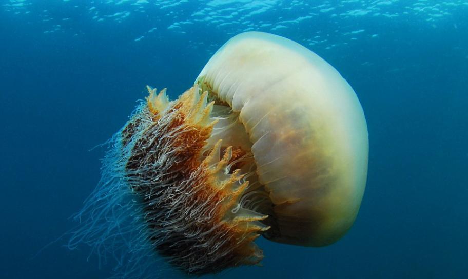 这种“野村水母”可以长到直径6英尺6英寸长(约2米)，常见于中国和日本的深海中。