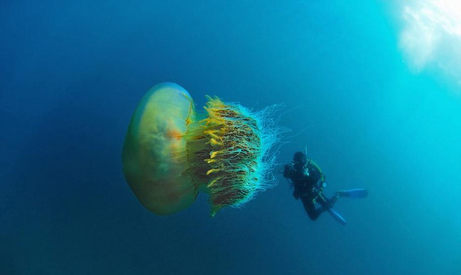 摄影师露西娅・特瑞在潜水时发现了深海中的“野村水母”，她表现出了很强的兴趣。这些惊人的照片是现年已经40岁的她在日本越前海岸潜水时拍摄的。