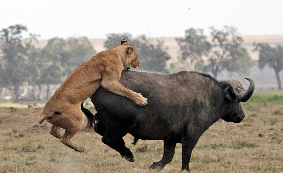 肯尼亚马赛马拉国家野生动物保护区三只狮子围捕水牛失败
