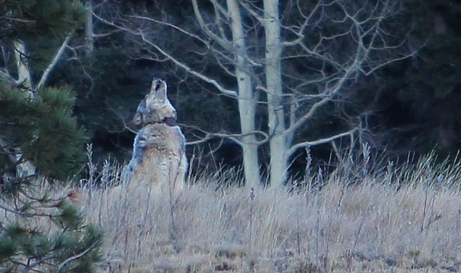 美国濒危物种灰狼被猎人误杀