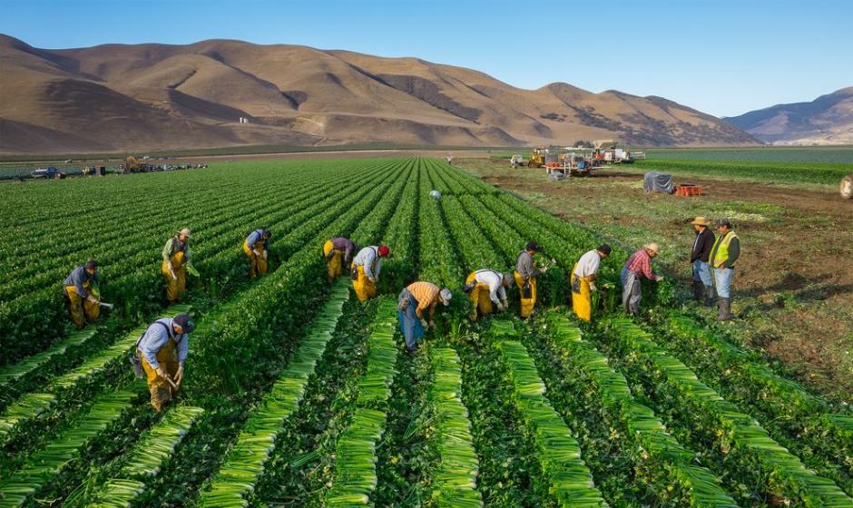 工人在美国加州的格林菲尔德收割芹菜。 Photograph by George Steinmetz, National Geographic