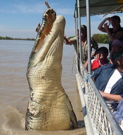 这条巨鳄在阿德莱德河旅游业中非常出名，因为它身体巨大，再就是它失去右前腿的事实。有人认为，它是在同一条鲨鱼战斗时被撕扯下来的。