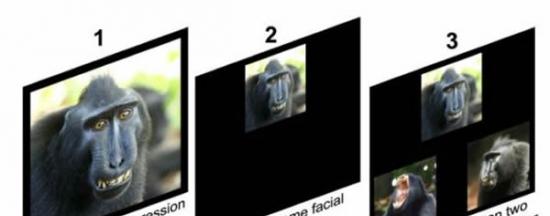 猴子们可以选择同类展示不同面部表情的图片和视频