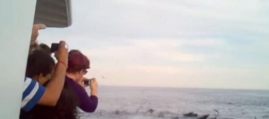 女子看见数十条巨型须鲸在海中觅食的壮观场景喜极而泣