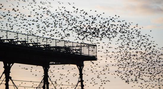 英国威尔士大批椋鸟掠过黄昏的天空
