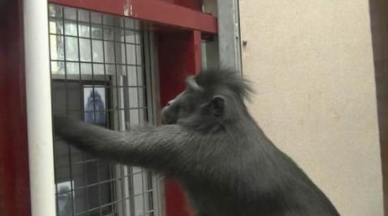 科研人员对英国汉普郡马尔威尔野生动物园的一群黑冠猕猴进行研究，提出这一发现。该图显示的是一只具有统治地位的猕猴通过玩触摸屏电脑得到放松
