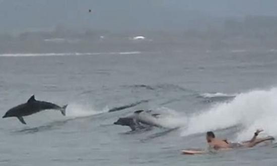 数条海豚在滑浪人士旁腾飞跳跃，玩得不亦乐乎。