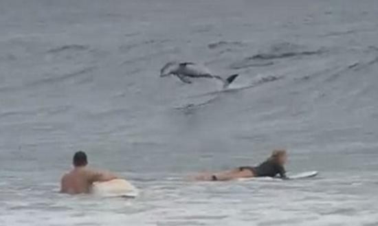 海豚在滑浪客前显身手，后者看得瞠目结舌。