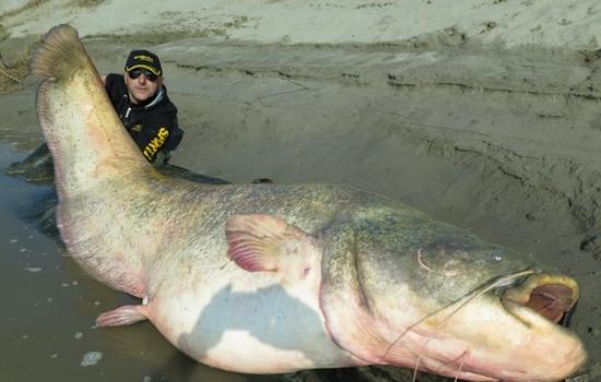 意大利男子只用钓竿便钓起120.7公斤重巨鲶鱼