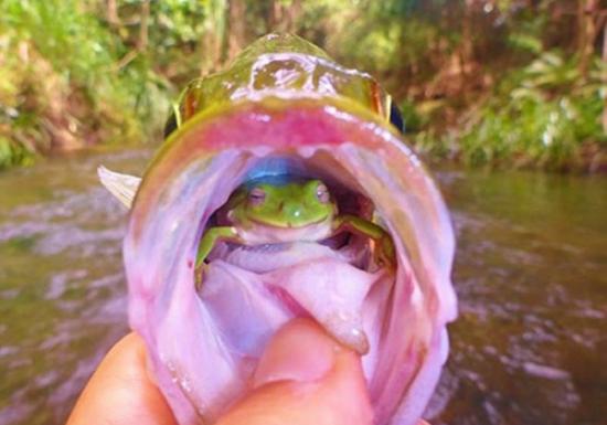 澳大利亚：钓起的鱼嘴中发现一只绿色树蛙