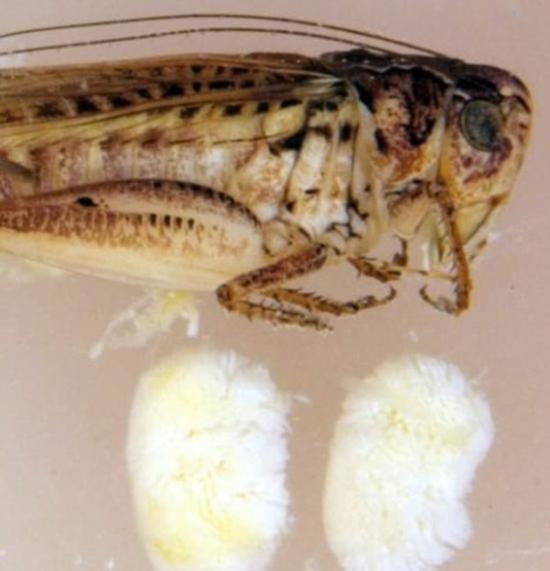 早在2010年，科学家们就发现，相对于体重而言，世界最大睾丸头衔已被图伯鲁斯灌丛蟋摘走。