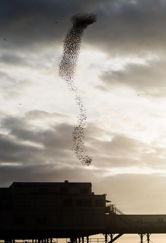 英国威尔士大批椋鸟掠过黄昏的天空