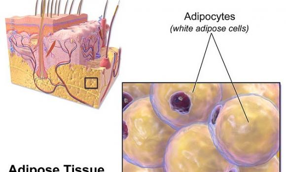 研究指，皮下脂肪的细胞中有一种抗菌的缩氨酸。