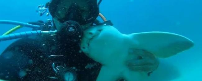 澳洲男子每次潜水相识七年的虎鲨就游过来撒娇讨抱