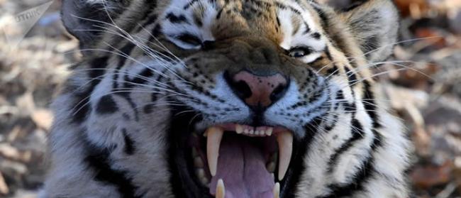 俄罗斯滨海边疆区居民在原始森林中遭老虎袭击