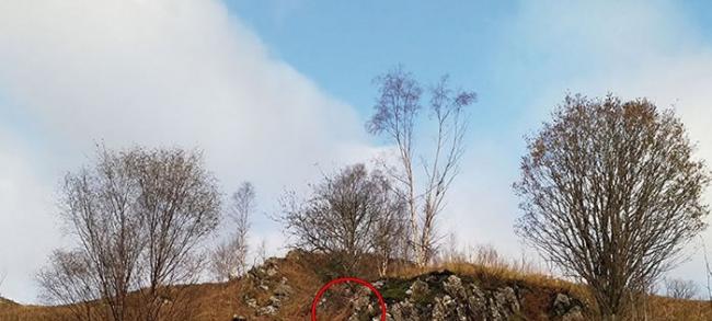 苏格兰男子想拍秋日美景却拍出视错觉图 你能找到里面的鹿吗？