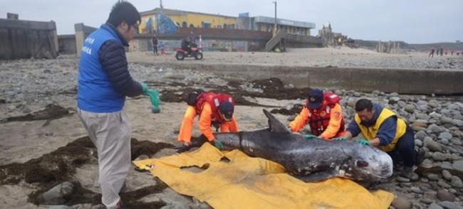 台湾新北市老梅沙滩发现瑞氏海豚搁浅死亡