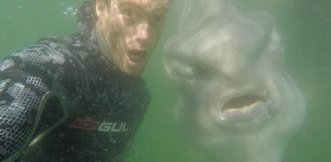 潜水员在南非开普敦海边游泳时与不寻常的“海洋居民”月亮鱼合影