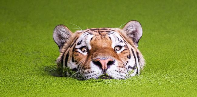 丹麦哥本哈根动物园西伯利亚虎在长满绿藻的池里露出一颗头