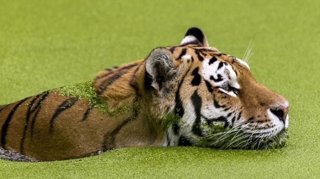 丹麦哥本哈根动物园西伯利亚虎在长满绿藻的池里露出一颗头