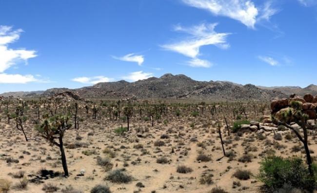 约书亚树国家公园位于加州洛杉矶以东沙漠。